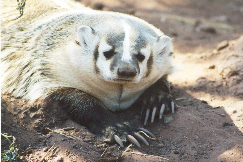 Animals in South Dakota